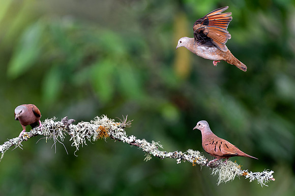 Ruddy Ground Dove