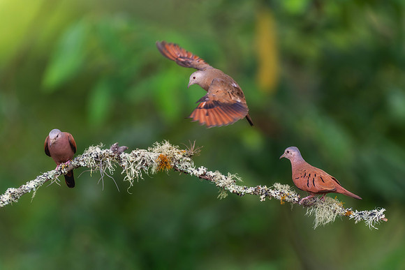 Ruddy Ground Dove