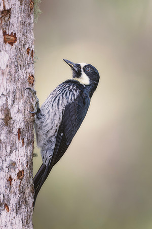 Acorn Woodpecker (Male)
