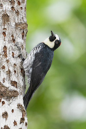 Acorn Woodpecker (Male)