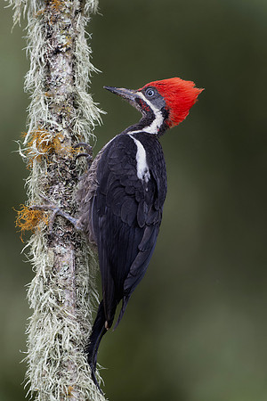Pileated Woodpecker