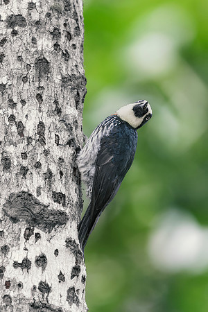 Acorn Woodpecker (Male)