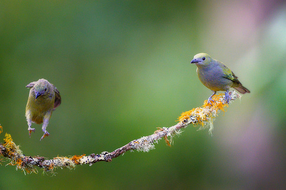 Palm Tanager