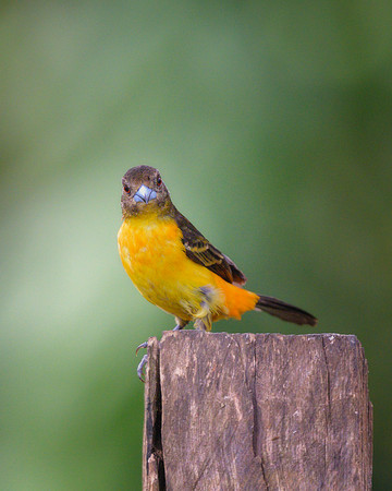 Golden Tanager