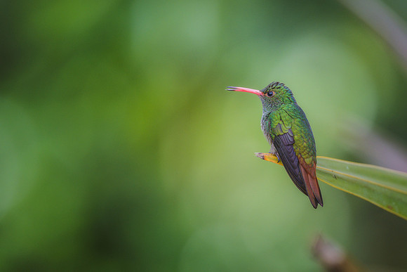 Rufous Tailed Hummingbird