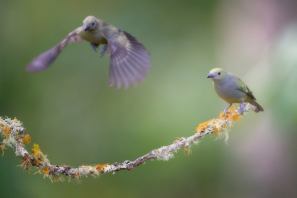 Palm Tanager