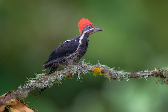 Pileated Woodpecker
