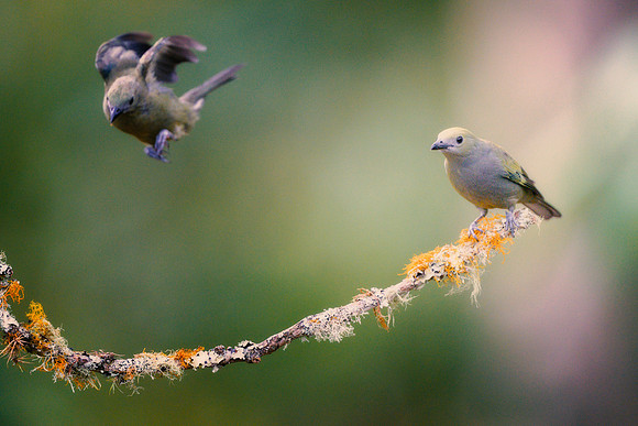 Palm Tanager