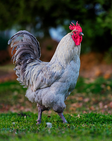 Rooster