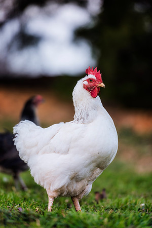 Hen