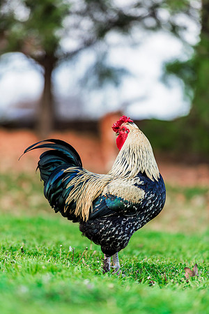 Rooster