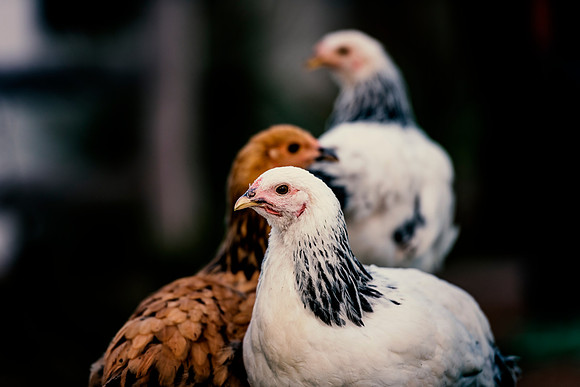 Young Hens