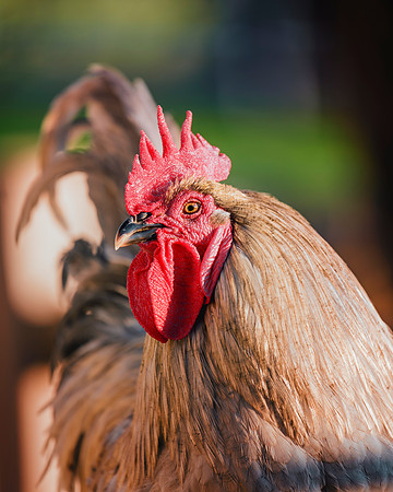 Rooster