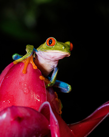 Red Eyed Tree Frog