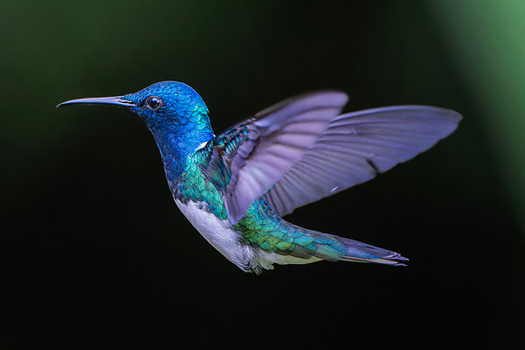 White Necked Jacobin (Male)