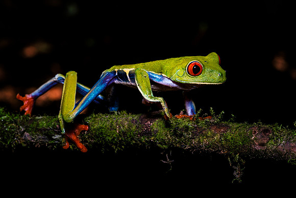 Red Eyed Tree Frog