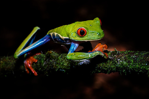 Red Eyed Tree Frog