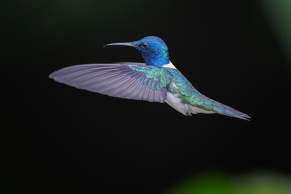 White Necked Jacobin (Male)
