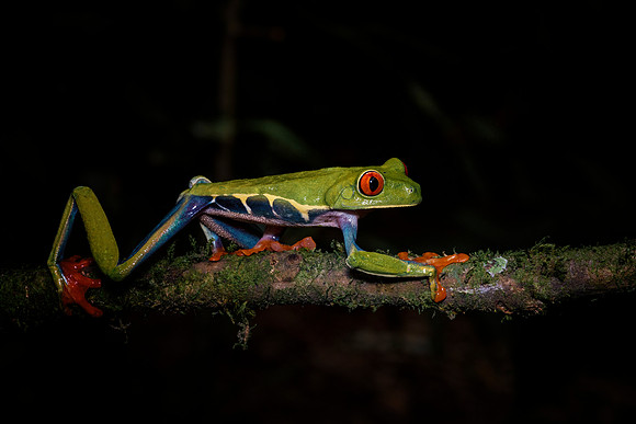 Red Eyed Tree Frog