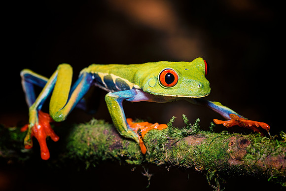 Red Eyed Tree Frog