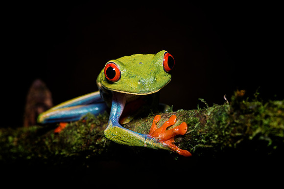 Red Eyed Tree Frog