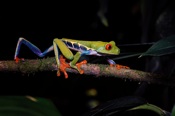 Red Eyed Tree Frog