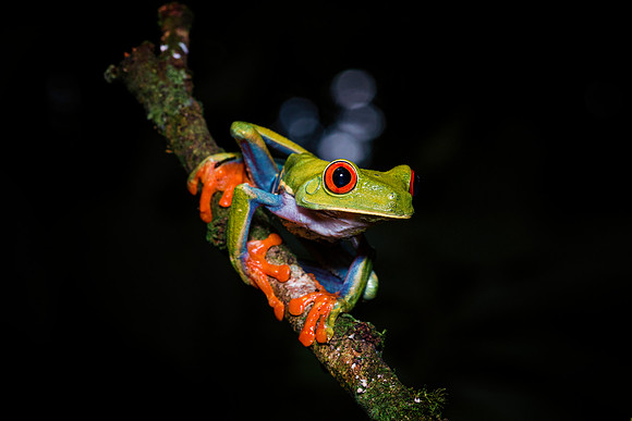 Red Eyed Tree Frog
