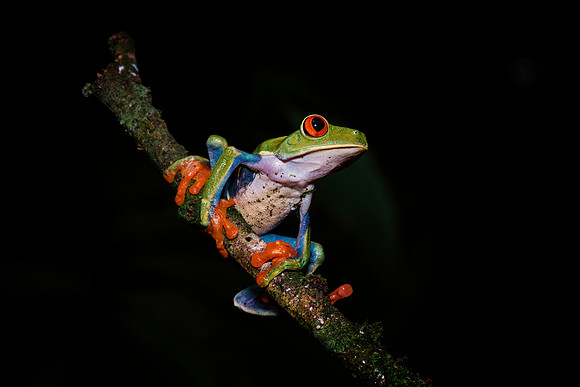 Red Eyed Tree Frog
