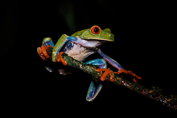 Red Eyed Tree Frog