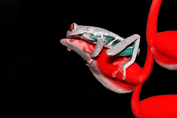 Red Eyed Tree Frog