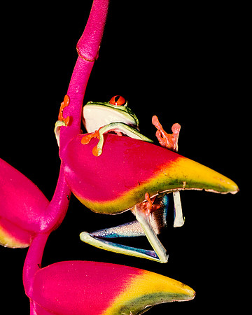 Red Eyed Tree Frog