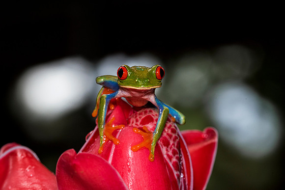 Red Eyed Tree Frog