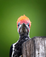 Pileated Woodpecker