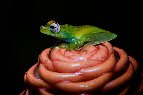 Red Webbed Tree Frog