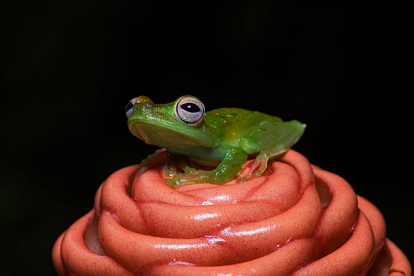 Red Webbed Tree Frog