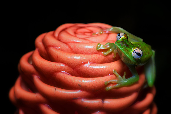 Red Webbed Tree Frog
