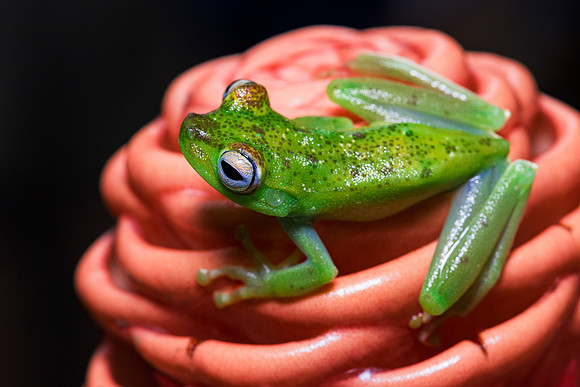Red Webbed Tree Frog