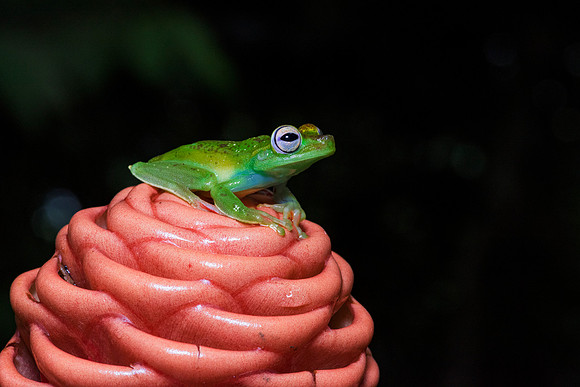 Red Webbed Tree Frog