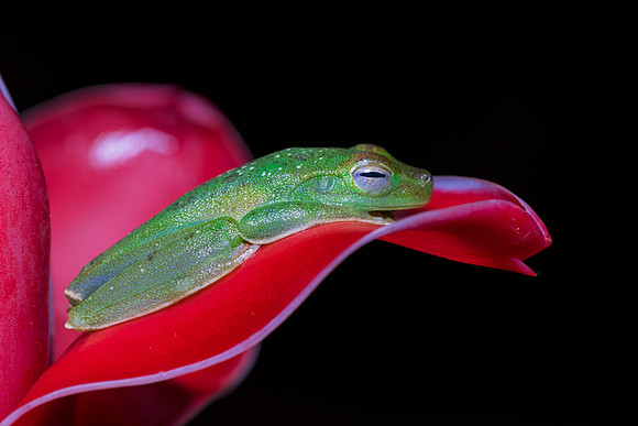 Red Webbed Tree Frog