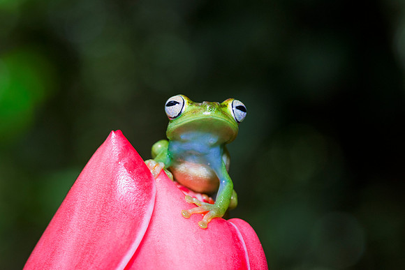 Red Webbed Tree Frog
