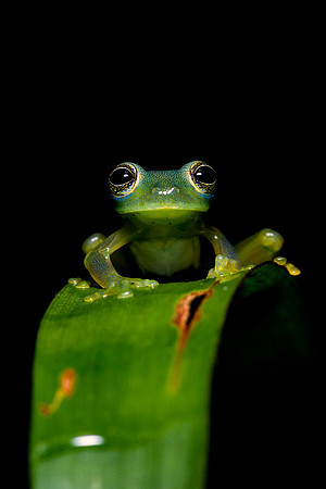Spiny Glass Tree Frog