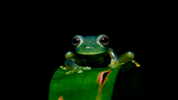 Red Webbed Tree Frog