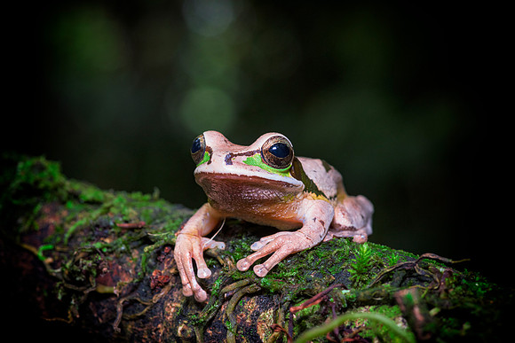 Masked Tree Frog