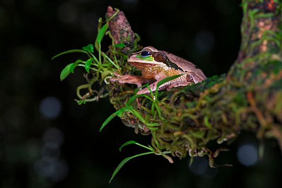 Masked Tree Frog