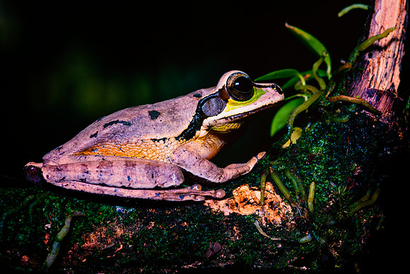 Masked Tree Frog