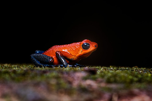 Blue Jeans Poison Dart Frog