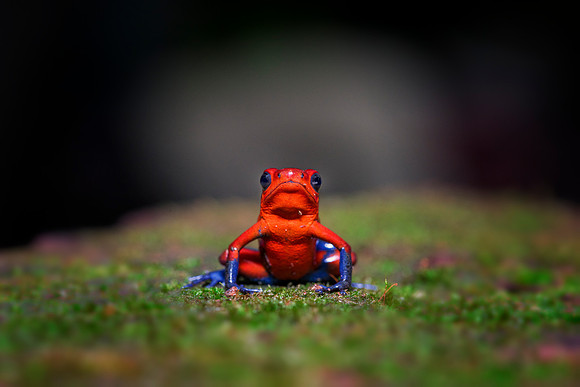 Blue Jeans Poison Dart Frog
