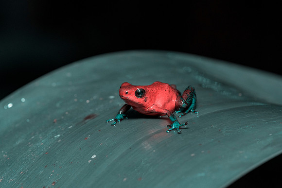 Blue Jeans Poison Dart Frog