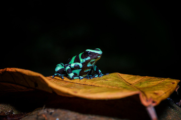 Green & Black Poison Dart Frog
