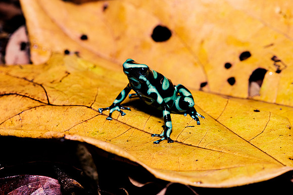 Green & Black Poison Dart Frog